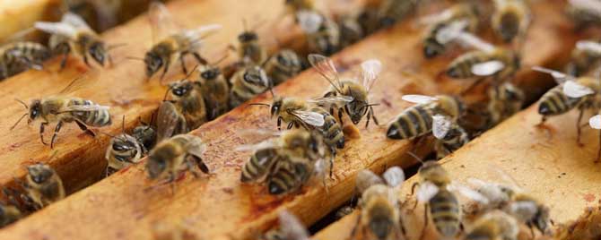 什么是安抚饲喂