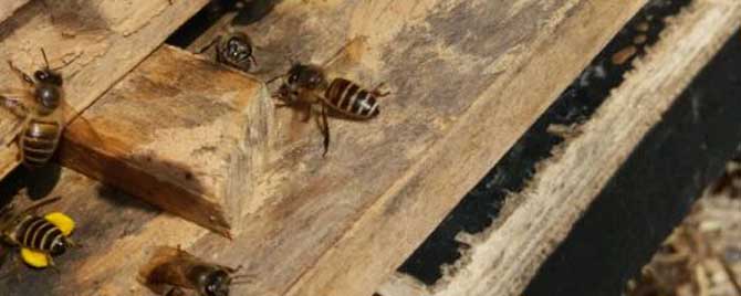 怎么给蜂群喂盐