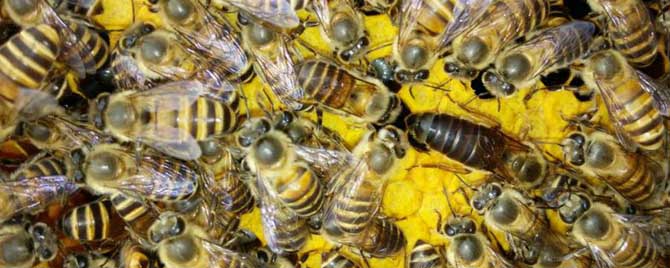 早春怎样处理失王蜂群