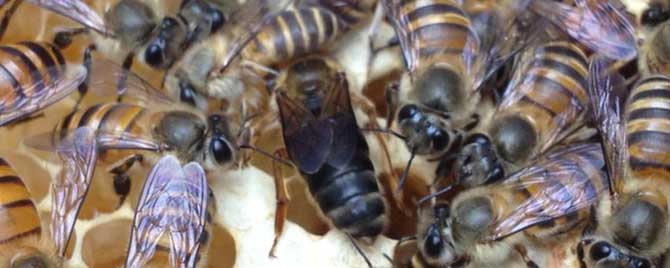 处女蜂王什么时候性成熟