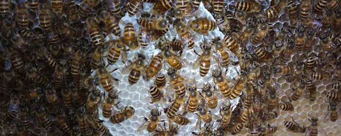 早春怎样处理弱群蜂