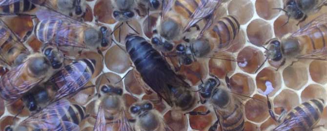 处女蜂王要进行几次交尾