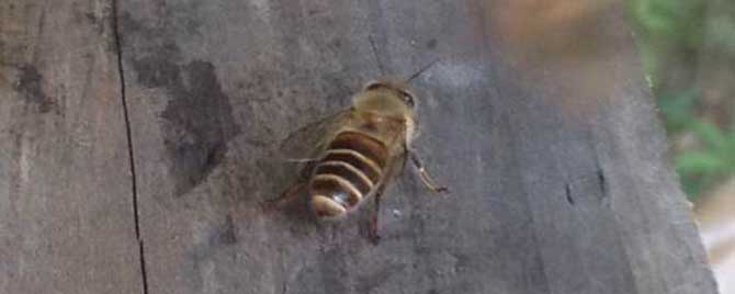 怎样识别被盗群