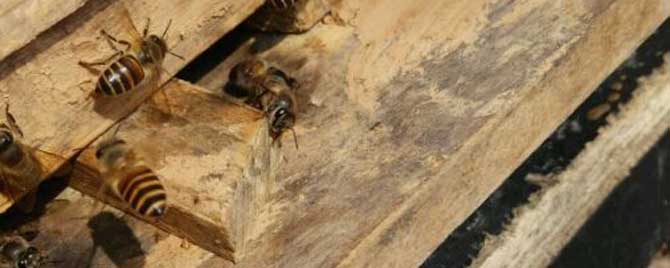 怎样识别作盗群