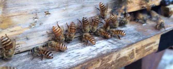 如何制止盗蜂最有效