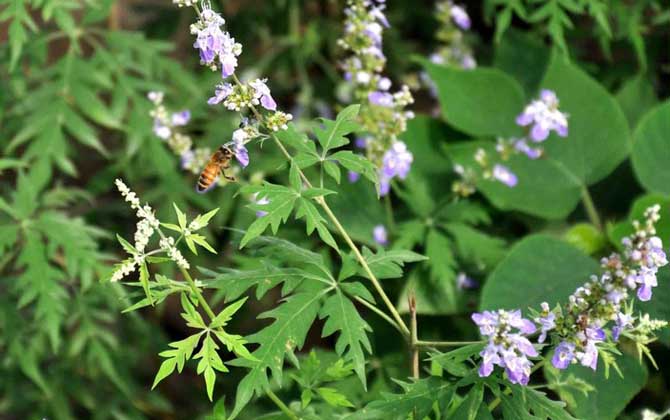 蜜源植物有哪些