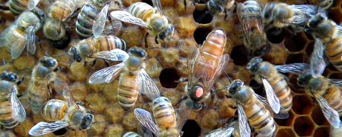 处女蜂王是怎样交尾的