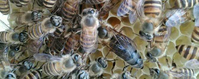 中蜂蜂王出台几天开产