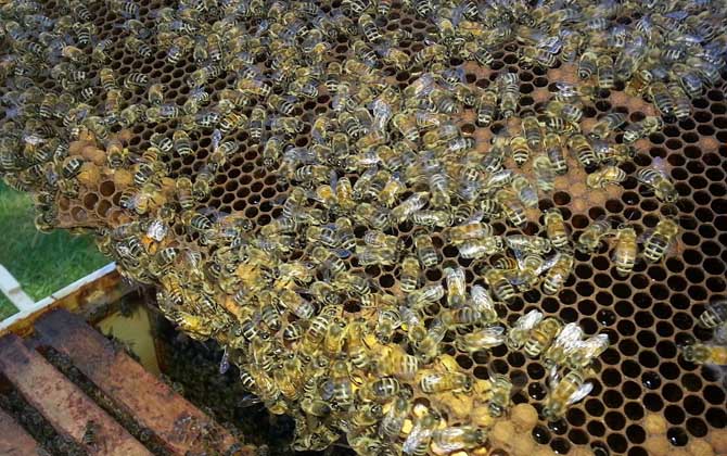 双王群上继箱会打架吗