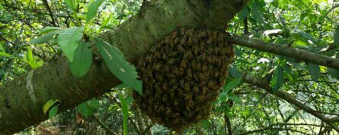 什么叫自然分蜂期