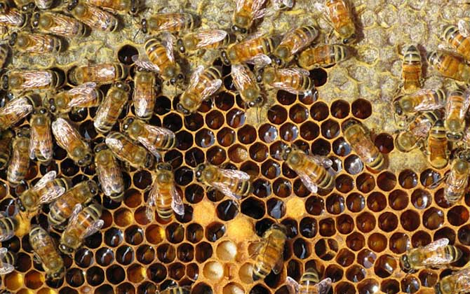 双王群会不会导致分蜂