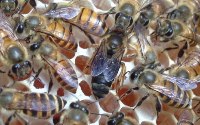 怎样放中蜂双王最安全