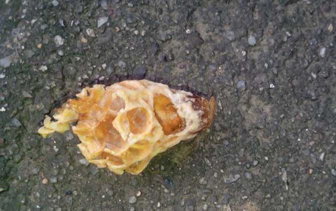 王台封盖后几天会自然分蜂