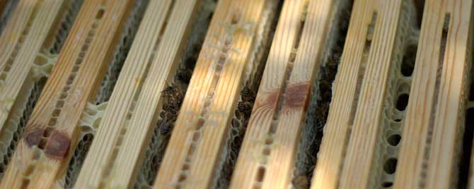 蜂群安全度夏要什么条件