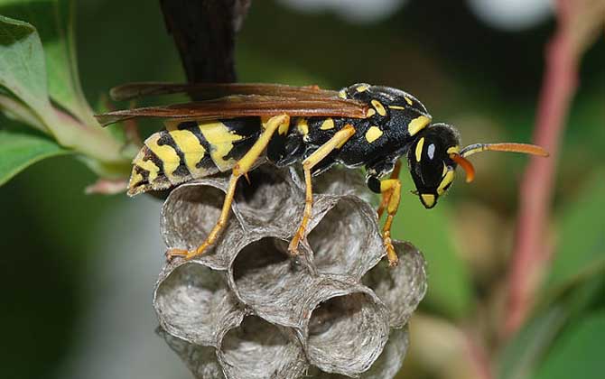 马蜂