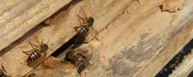 蜜蜂夏天太热怎么管理