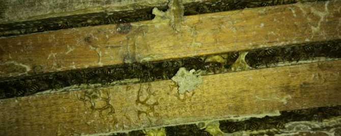 夏季怎样防止中蜂飞逃