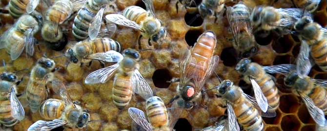 双王群要注意什么问题