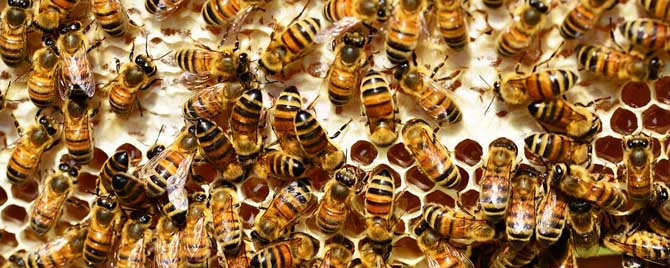 怎么组织双王群