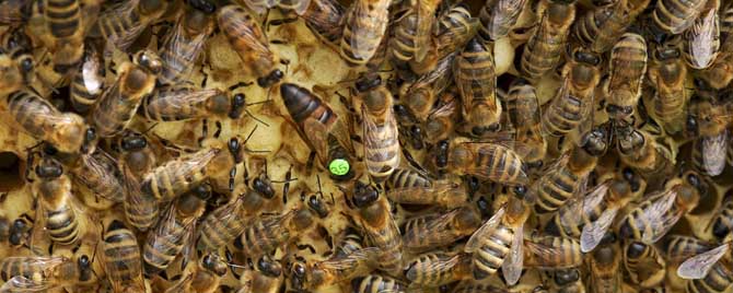 双王群失王怎么办