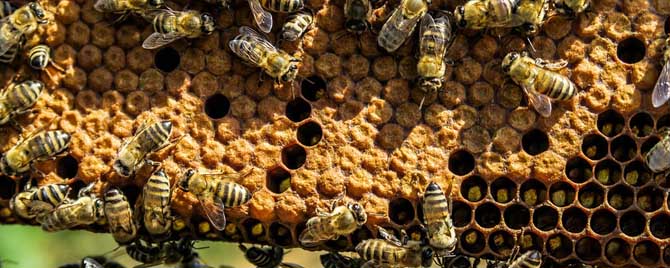 组双王群用什么隔板