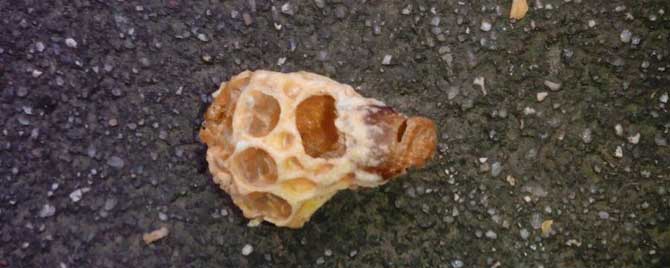 如何防止中蜂自然分蜂