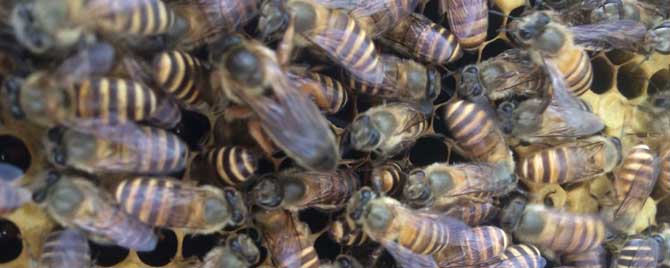 双王群怎样换蜂王