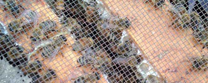 什么时候给蜂群补越冬饲料