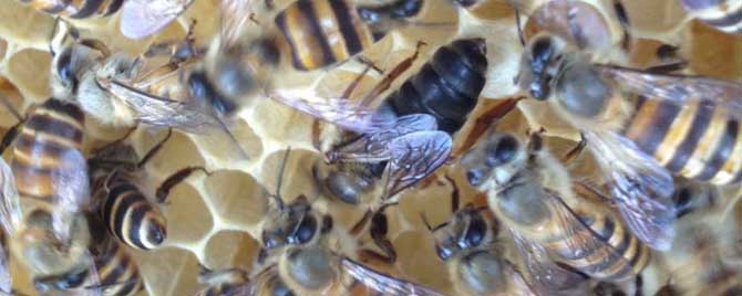 怎么样把双王群分开