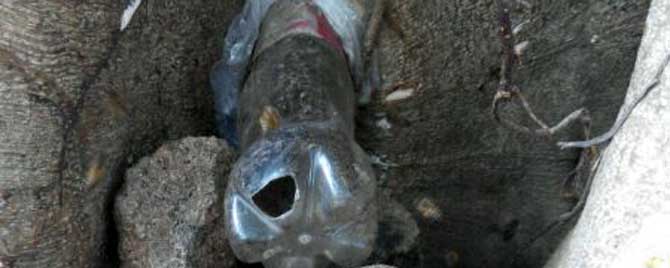 怎样收捕野生中蜂