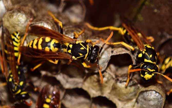 怎么避免马蜂回来报仇