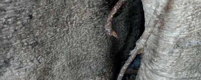 侦查蜂一般会跑多远