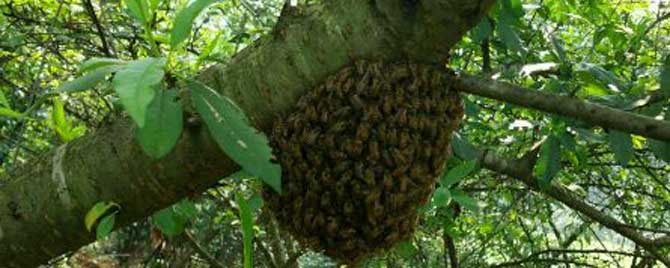 中蜂什么时候容易飞逃