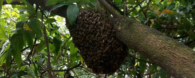 中蜂为什么容易飞逃