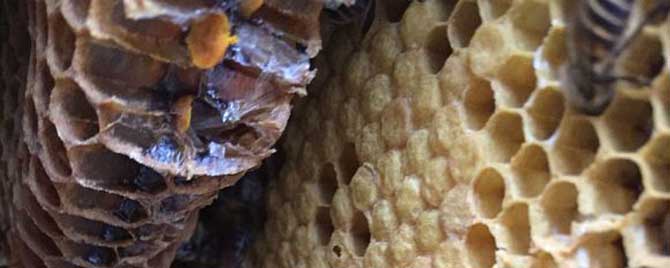 中蜂为什么会咬脾