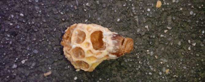 中蜂自然分蜂有什么预兆