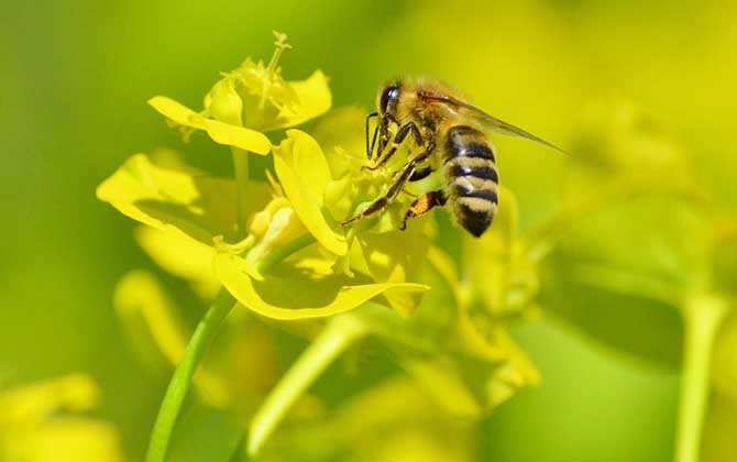 蜜蜂酿蜜是为了什么