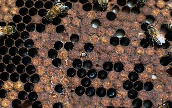 蜜蜂黄曲霉病症状