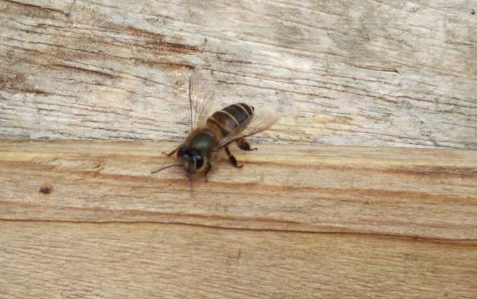 土蜂(中华蜜蜂)是什么