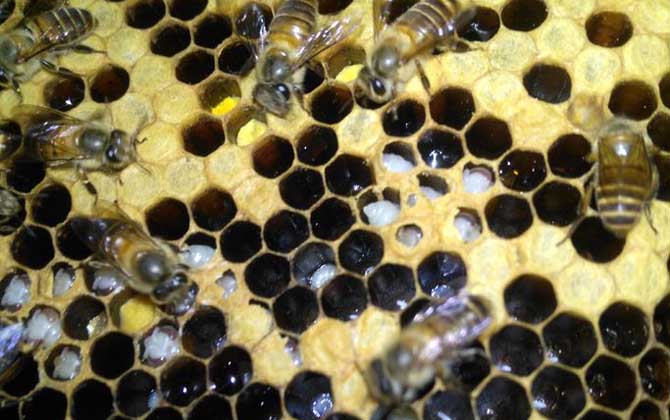 中蜂大幼虫病症状