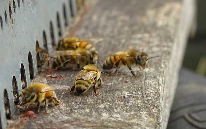 蜜蜂云翅病毒病症状