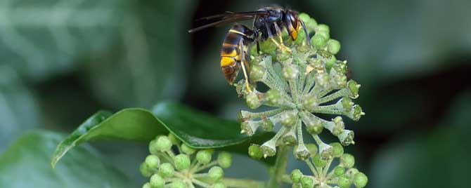 被马蜂蛰了涂什么管用