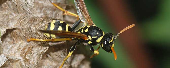 被马蜂蛰了几天能自愈