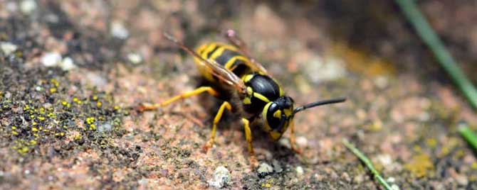 被马蜂蛰了用醋还是肥皂水