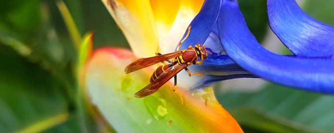 马蜂报复的原理是什么