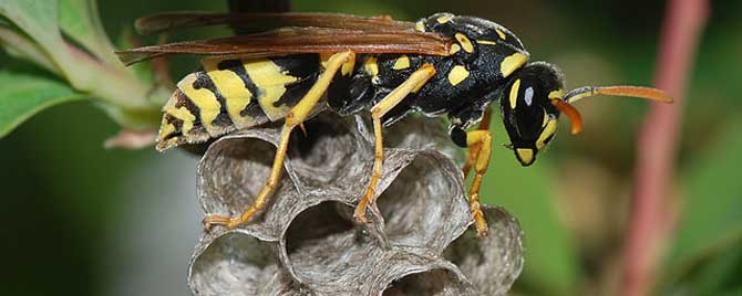 马蜂来家里是福还是祸