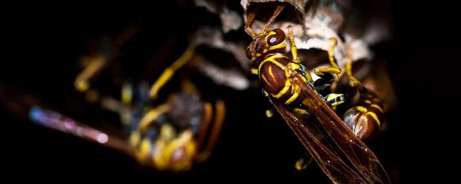 马蜂入宅预兆着什么