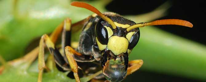 马蜂窝该不该弄掉