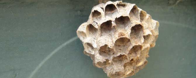 马蜂窝捅了后多久会走