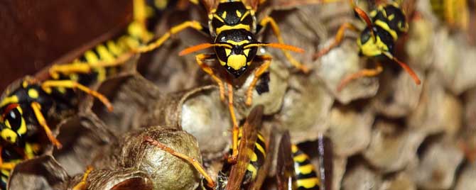 马蜂在同一位置反复筑巢怎么办